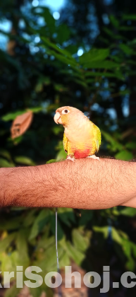 পাইনাপেল কুনুর পাখি